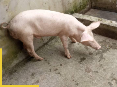 cea_porci_ (2)