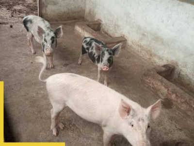 cea_porci_