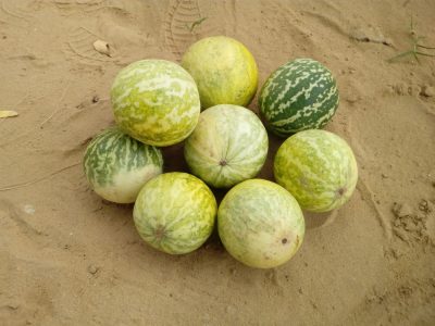 Citrullus,Colocynthis,,With,Many,Common,Names,Including,Colocynth,,Bitter,Apple,